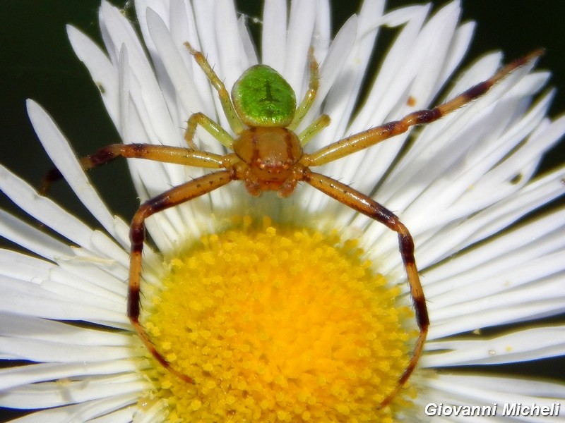 La vita in un fiore (Erigeron annuus)